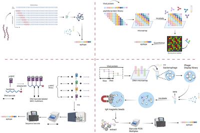 Massively-multiplexed epitope mapping techniques for viral antigen discovery